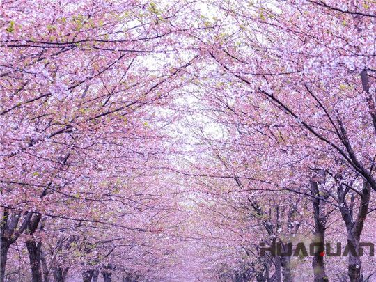 華全發(fā)電機(jī)組：這個(gè)春天不寂寞！剛看完櫻花怒放，新疆又放大招，預(yù)將百萬(wàn)畝沙漠變綠洲