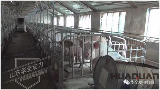 養(yǎng)豬發(fā)了家，卻把全村搞臭了！沒想到“它”能一箭雙雕（華全整理）