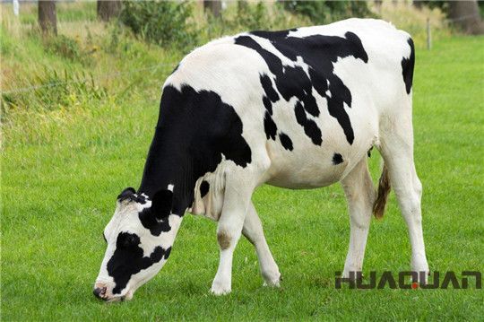 奶牛吃的是草，出來(lái)的是奶；而它吃的是油，出來(lái)的卻是電！華全