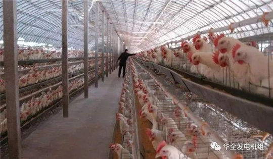 華全燃?xì)獍l(fā)電機(jī)組深受畜牧養(yǎng)殖業(yè)喜愛，竟是因?yàn)檫@！