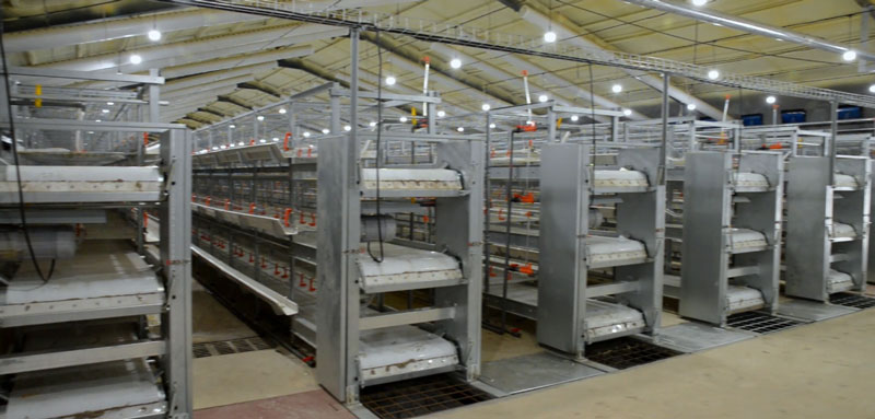 華全官網(wǎng)丨保供電，守安全！華全1000千瓦發(fā)電機(jī)組助力養(yǎng)殖企業(yè)高質(zhì)量發(fā)展